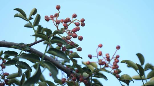 花椒树 贡椒 大红袍 四川 调味料 麻辣 大山