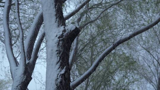 柳树大树下雪冬季