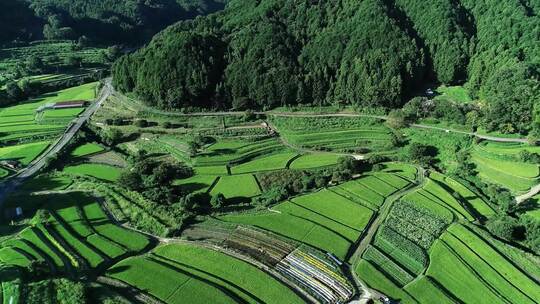 航拍夏季梯田稻田