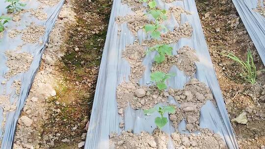 大棚种植视频素材模板下载