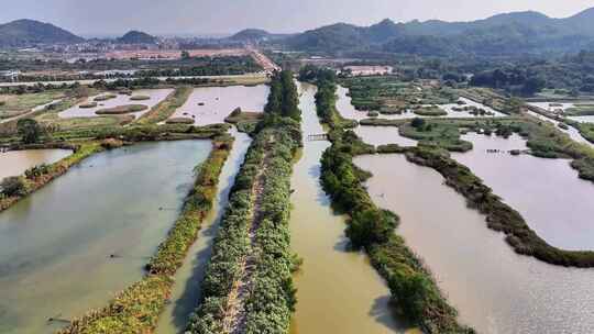 珠海淇澳红树林保护区视频素材模板下载