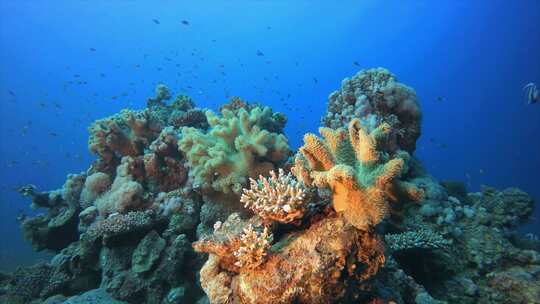 海水珊瑚花园