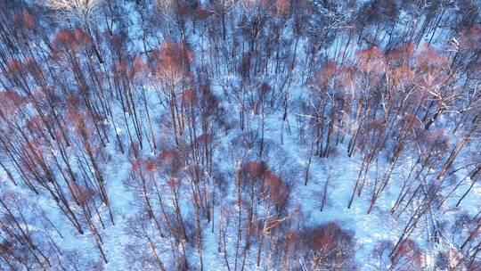 航拍冬季雪原红柳景色