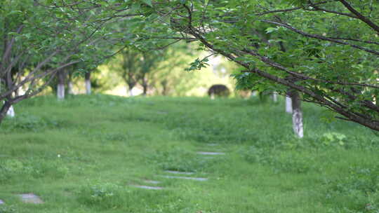 C0615  公园谧静的午后