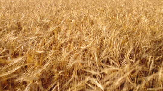 小麦水稻丰收农业种植收获