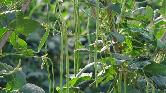 菜园里种植的豇豆长豆角