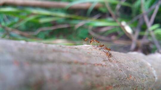 树上蚂蚁