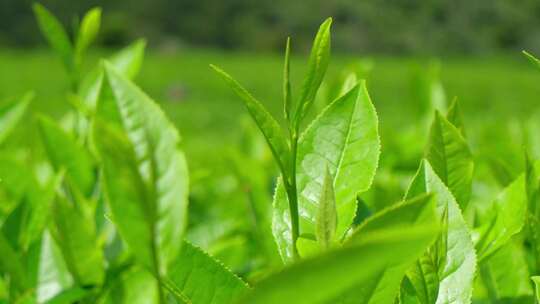 西藏墨脱高山茶园茶叶种植特写