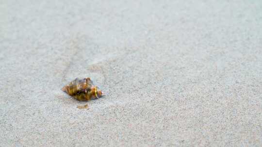 海边沙滩上蠕动的寄居蟹与海浪 4K视频素材模板下载