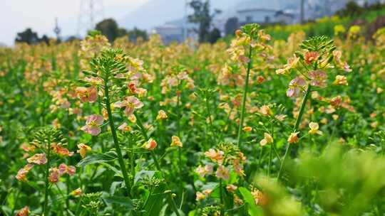 油菜花春天油菜花海油菜花田菜花花海