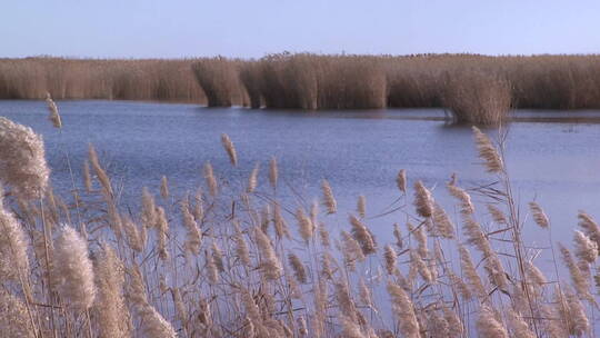 湿地 内蒙古巴彦淖尔纳林套海的冬季
