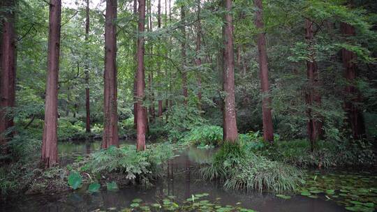 杭州西湖景区虎跑公园森林氧吧