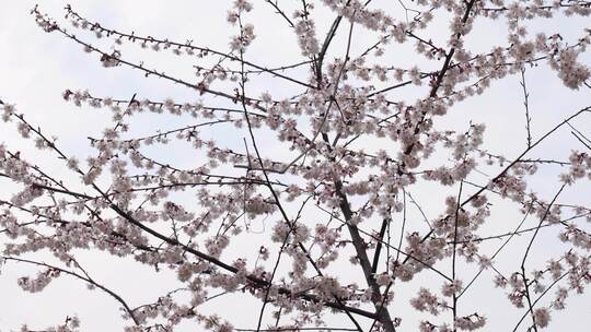 春天阳光下的樱花花朵