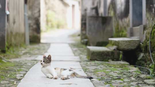 徽州古村落里的小猫