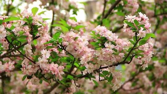 春天植物素材，微风中盛开的海棠花