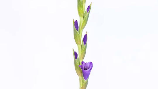 紫色的剑兰花朵在白色背景上绽放的延时