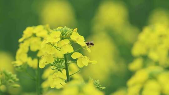 油菜花蜜蜂采蜜盛开