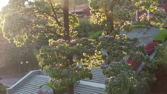 威海里口山广福寺门前的两棵楸树开花