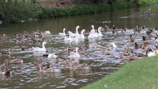 鸭子养殖  河边鸭子  养殖业 鸭子