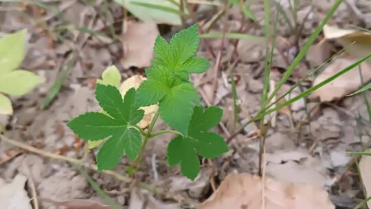 绿植实拍