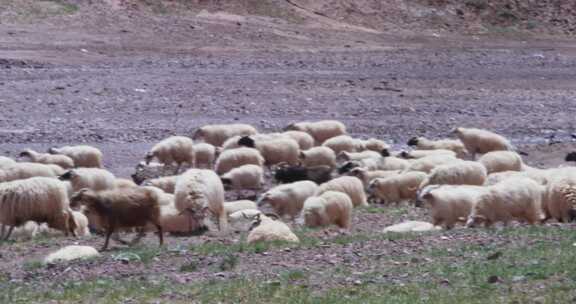 青海戈壁上的羊群