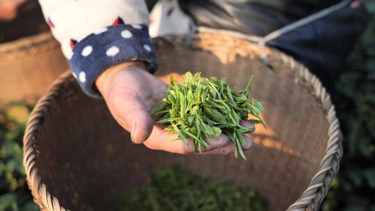 西湖龙井茶园采茶