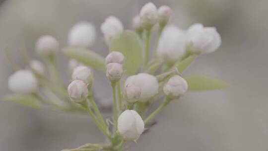 梨花特写微距LOG素材