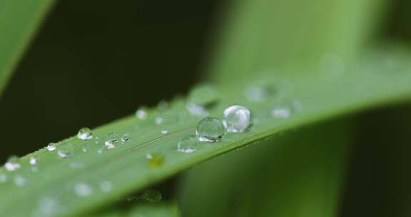 叶子上的露珠水珠雨珠特写