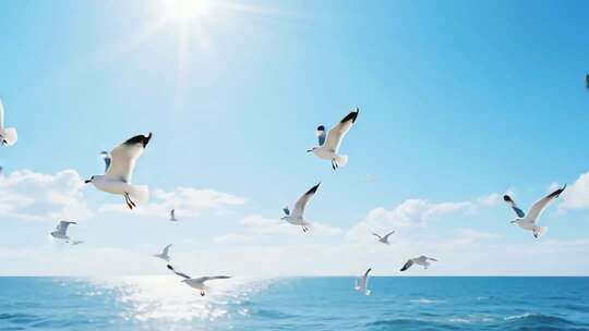 海面上飞翔的海鸥