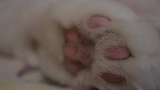 毛球可爱猫咪猫爪肉垫视频素材模板下载