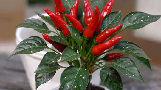 盆栽红辣椒特写