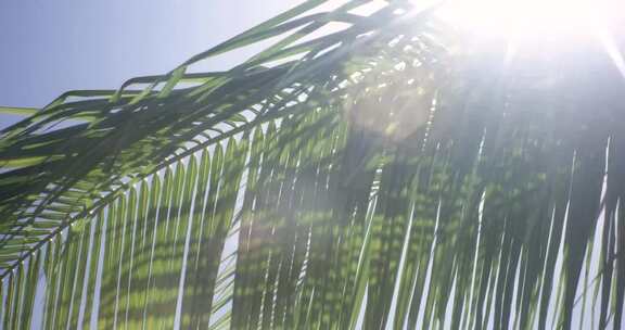 阳光透过棕榈树树叶照射下来