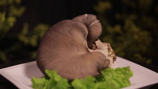 蘑菇平菇氨基酸食材