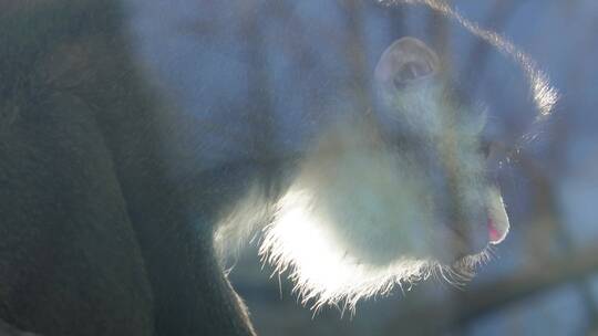 保护动物金丝猴长臂猿动物园