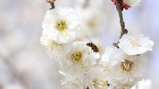 唯美春天开花桃花白色梅花白梅蜜蜂