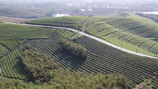 云天茶园。产地基地产业种植绿茶龙井铁观音