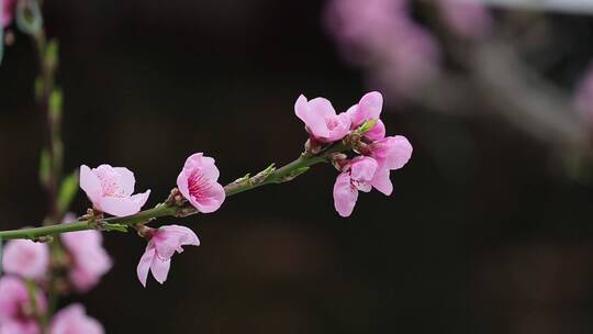 实拍农业大棚  桃花开放  桃花开