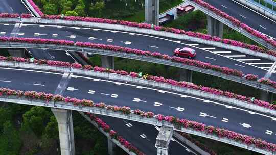 杭州高架月季花