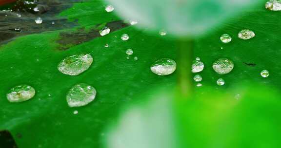 雨后荷叶上的露水珠