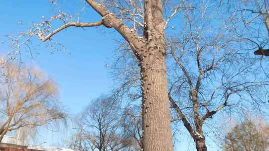 北京冬季北海公园雪景游玩