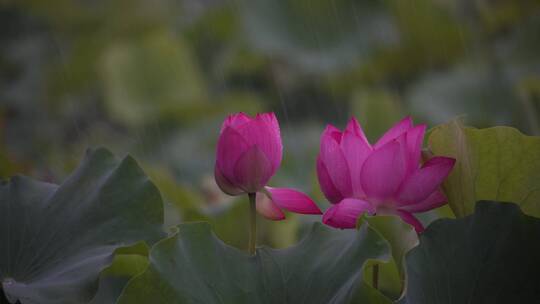 雨中摇摆的粉丝荷花