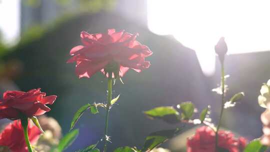 夏日阳光下逆光清新明亮的月季花花朵