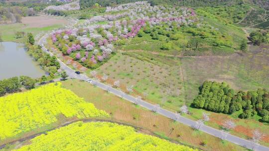 溧阳十思园樱花茶园