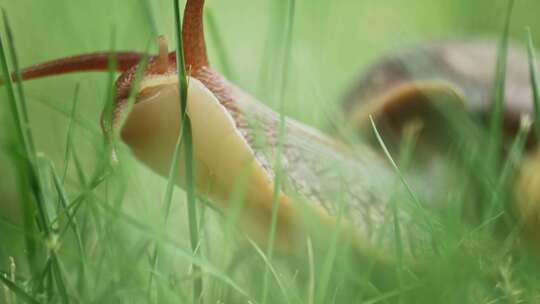 草地上爬行的蜗牛视频素材模板下载
