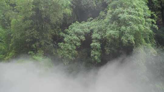 四川邛崃川西竹海风景水雾缭绕