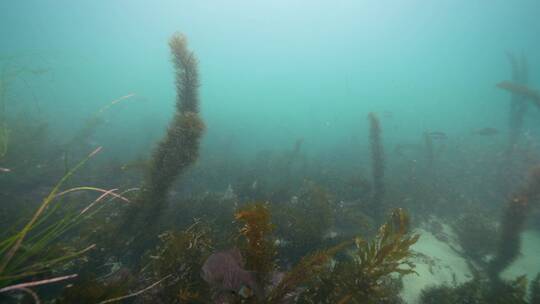 海底海草鱼类海洋生物