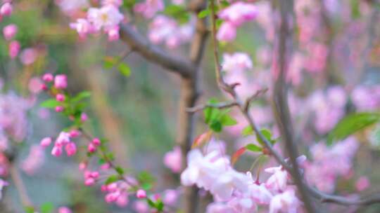 南京玄武区古鸡鸣寺游客观赏樱花人流风景视