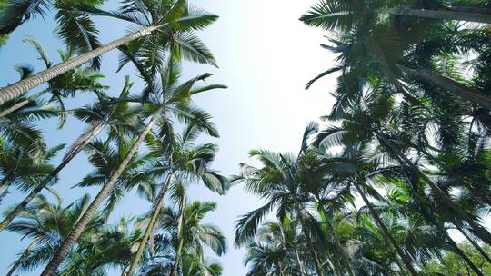 高大的棕榈树林