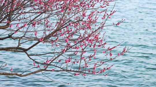 面朝湖水春暖花开，春天湖边盛开的梅花