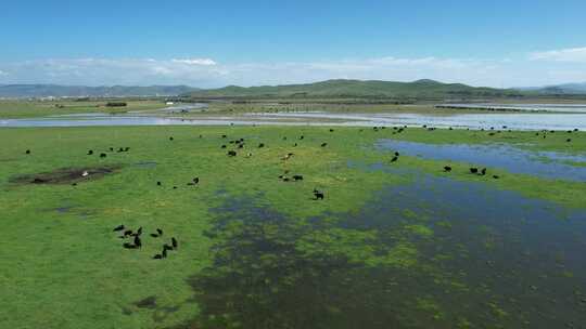 四川阿坝州若尔盖大草原湿地航拍自然风光